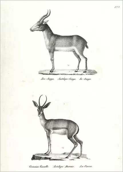 Saiga antelope, Saiga tatarica (critically endangered), and Dorcas gazelle, Gazella dorcas (vulnerable). Lithograph by Karl Joseph Brodtmann from Heinrich Rudolf Schinz's Illustrated Natural History of Men and Animals, 1836