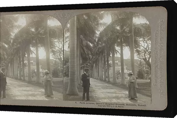Palm Avenue, Queen's Hospital grounds, Honolulu, Hawaii, 1900 (stereograph)