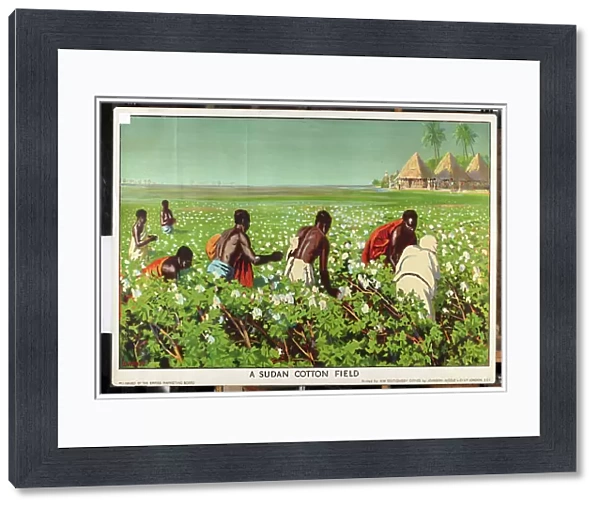 A Sudan Cotton Field, from the series Empire Trade is Growing (colour litho)
