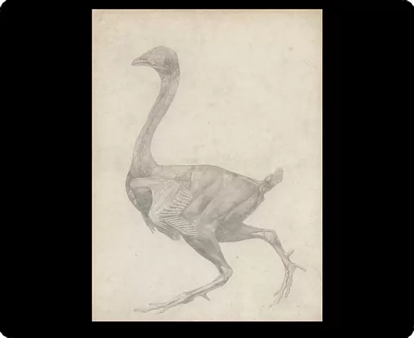 Study of a Fowl, Lateral View, with skin and underlying fascial layers removed, from A Comparative Anatomical Exposition of the Structure of the Human Body with that of a Tiger and a Common Fowl, 1795-1806 (graphite on heavy wove paper)