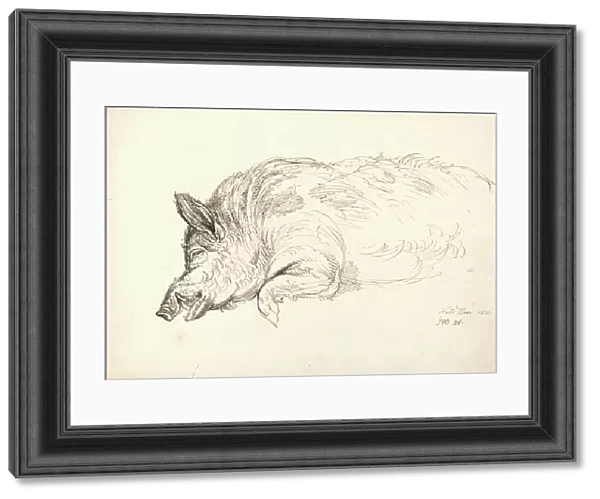 A Wild Boar, Asleep or Dead, 1814 (pen & ink on paper)