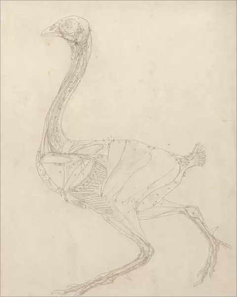 Study of a Fowl, Lateral View, Diagram for Key to Table XV, from A Comparative Anatomical Exposition of the Structure of the Human Body with that of a Tiger and a Common Fowl, 1795-1806 (graphite & red chalk on paper)