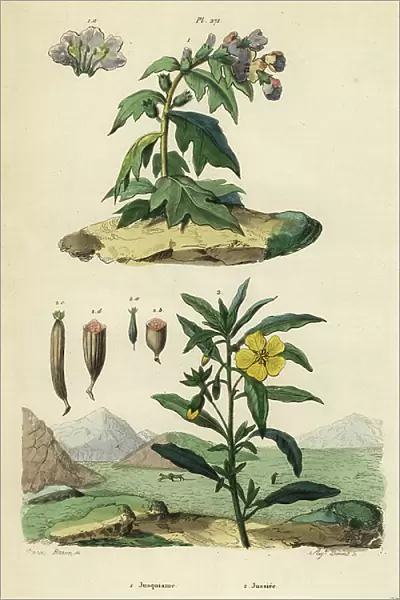 Black henbane, Hyoscyamus niger 1, and Peruvian primrose-willow, Ludwigia peruviana 2