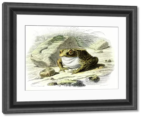 Le toad (Bufo vulgaris) - Plate from Natural History by Bernard Germain de Lacepede (1856-1925), edition P.Furme, Paris, 1857