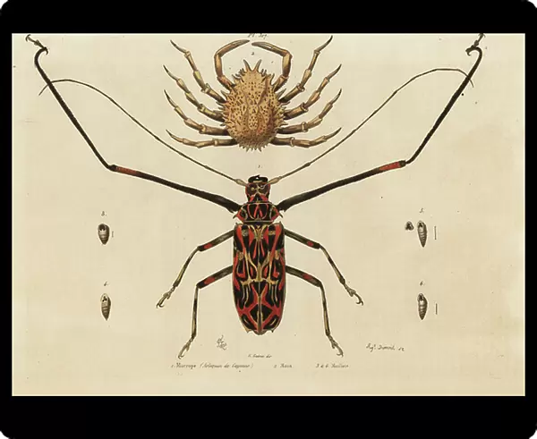 Harlequin beetle, Acrocinus longimanus 1, and European spider crab, Maja squinado 2, Macrope (harlequin de Cayenne), maia, maillots