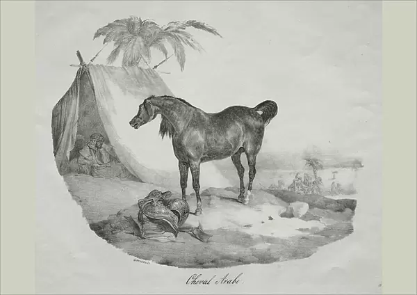 Arabian Horse, (lithograph)