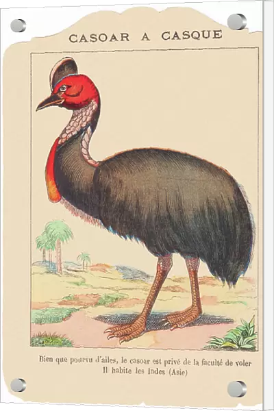 Helmeted cassowary. Although equipped with wings, the cassowary is deprived of the ability to fly. He lives in India (Asia). late 19th century (print)