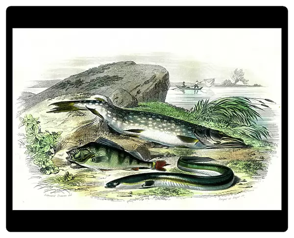 The pike (Esox Lucius), the eel (Anguilla Anguilla), the perch (Perca Fluviatilis) - Plate extracted from Natural History by Bernard Germain de Lacepede (1856-1925), edition P.Furme, Paris, 1857