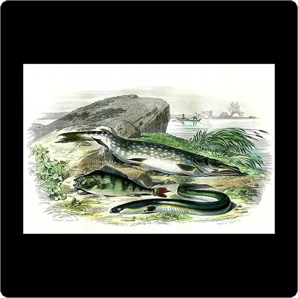 The pike (Esox Lucius), the eel (Anguilla Anguilla), the perch (Perca Fluviatilis) - Plate extracted from Natural History by Bernard Germain de Lacepede (1856-1925), edition P.Furme, Paris, 1857