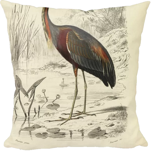 Purple heron, Ardea purpurea. Handcoloured engraving by Fournier after an illustration by Edouard Travies from Charles d'Orbigny's Dictionnaire Universale d'Histoire Naturelle (Dictionary of Natural History), Paris, 1849