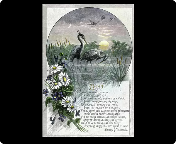 Two herons at dusk, on Walden's pond, to illustrate the poem ' Fog' by Henry David Thoreau (1817-1862) - Colorised engraving, 19th century - ' Mist, ' a poem by Henry David Thoreau - Hand-colored woodcut of a 19th-century illustration