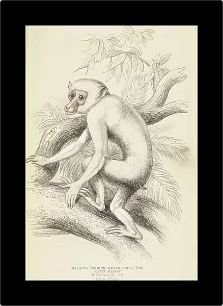 Albino juvenile Moor macaque, Macaca maura (Maimon brachyurus). Handcoloured steel engraving by Lizars after an illustration by Col. Charles Hamilton Smith from William Jardine's Naturalist's Library, Edinburgh, 1836