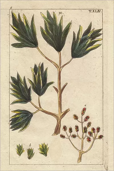 Clove spice tree, Caryophyllus regius