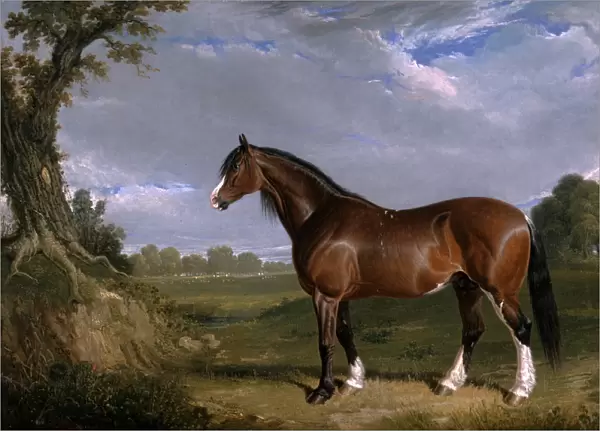 A Clydesdale Stallion Signed and dated, lower left: JF Herring | 1820'