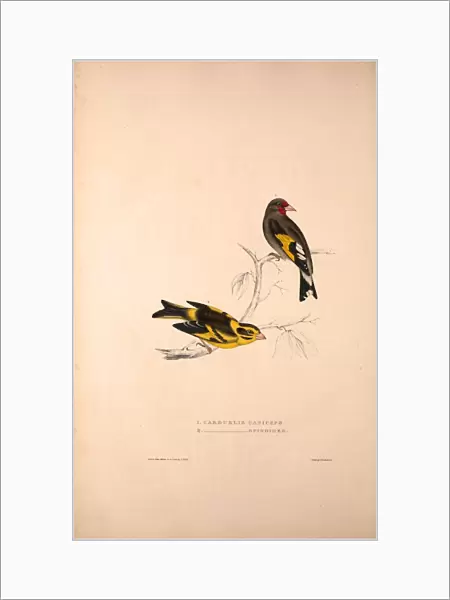 Carduelis Caniceps, Grey-headed Goldfinch, Carduelis Spinoides, Yellow-breasted Greenfinch
