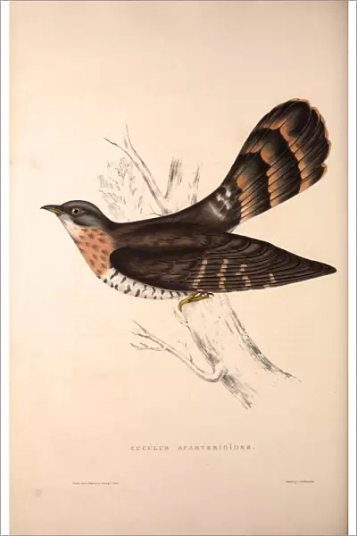 Cuculus Sparverioides, Large Hawk-Cuckoo, Hierococcyx sparverioides, is a species