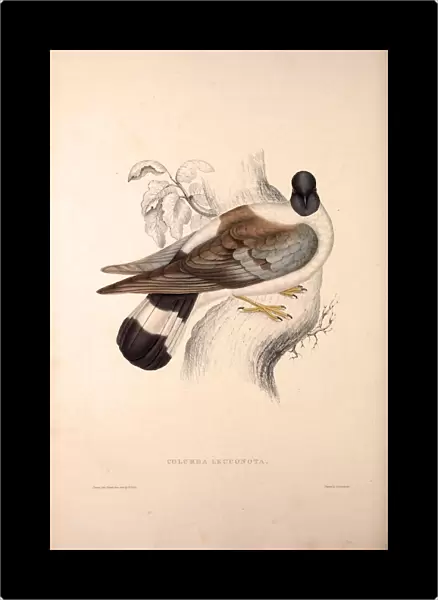 Columba Leuconota, Snow Pigeon. A species of bird in the Columba genus in the Columbidae