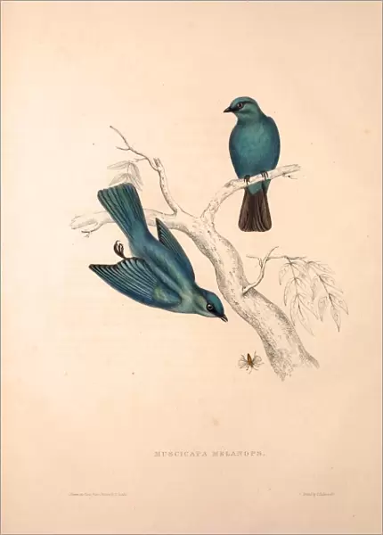 Muscicapa Melanops. Birds from the Himalaya Mountains, engraving 1831 by Elizabeth Gould