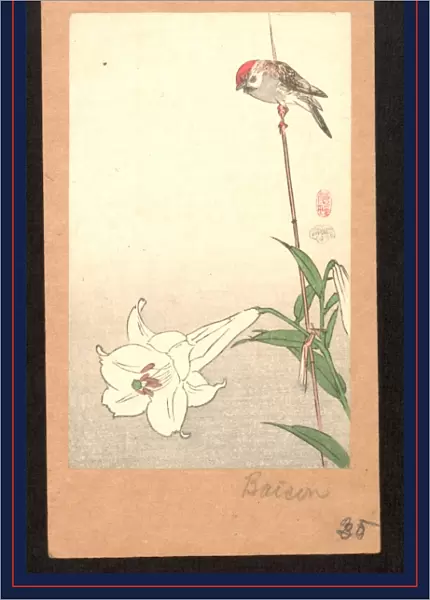 Yuri ni shAckin, Small bird on lily plant