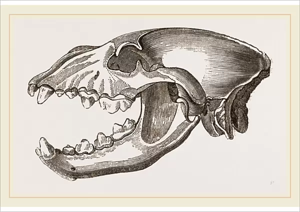 Skull of Spotted Hyena