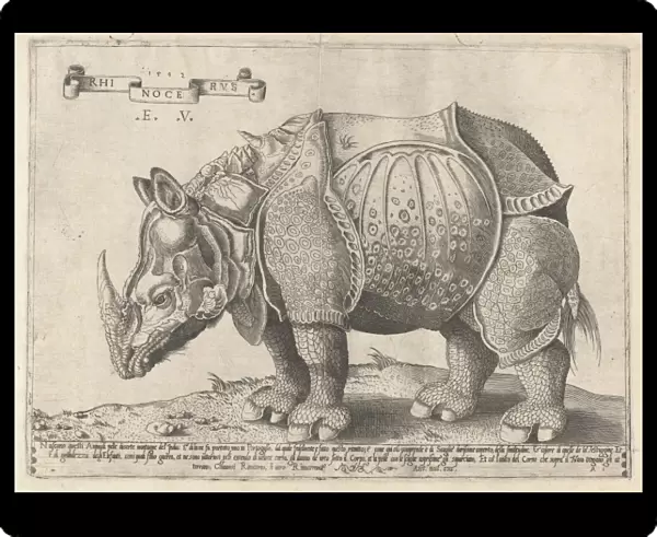 The Rhinoceros, Enea Vico, Albrecht Durer, 1533 - 1567