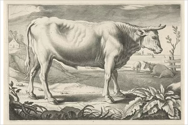 Pasture with an ox, Reinier van Persijn, Jacob Gerritsz Cuyp, Nicolaes Visscher (I), 1641