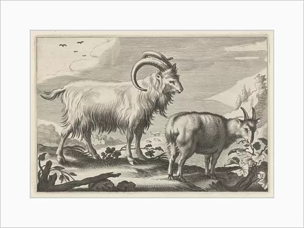 Hilly landscape with two goats, print maker: Reinier van Persijn, Jacob Gerritsz Cuyp