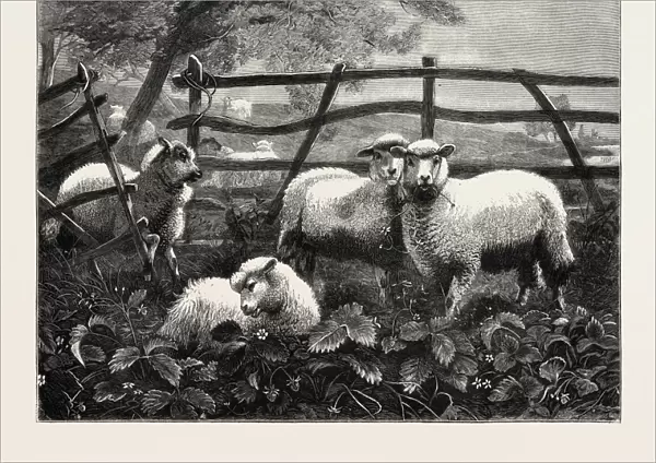 Sheep, Engraving 1879