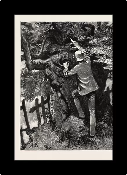 DRAWN BY ARTHUR HOPKINS, THE TREE, engraving 1884, life in Britain, UK, britain, british