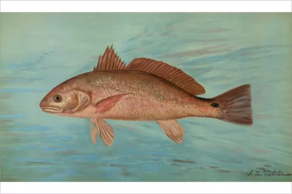 The Red Drum or Channel Bass, Scioena ocellata, Harris, William C. (William Charles)