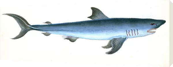 Porbeagle Shark, Squalus Cornubicus, 1808, British fishes, Donovan, E