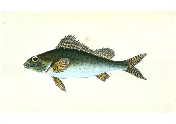 Ruffe, Perca cernua, 1803, British fishes, Donovan, E. (Edward), 1768-1837, (Author)