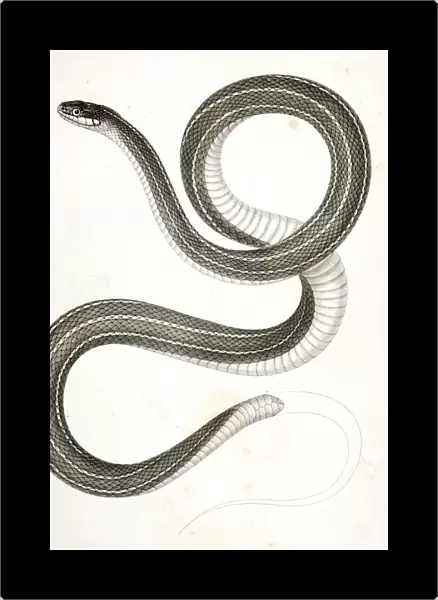 Eutania faireyi, Faireys Garter Snake. Suckley, George 1830-1869, Cooper, J