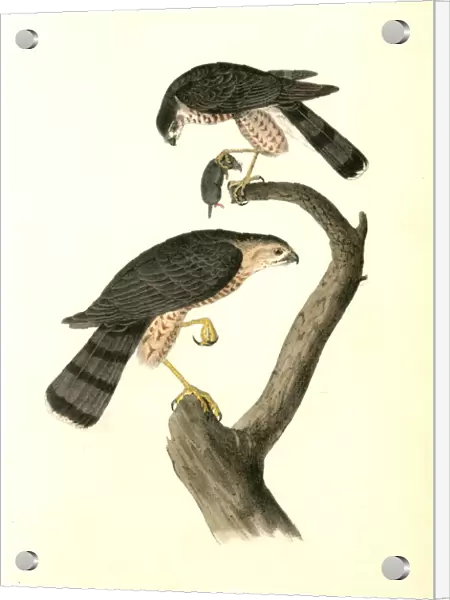 Sharp-shinned Hawk. Audubon, John James, 1785-1851