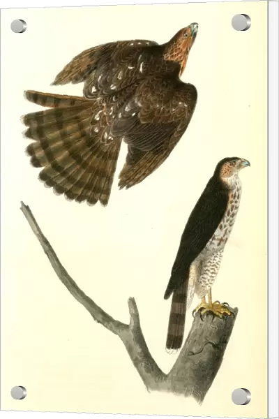 Coopers Hawk. Audubon, John James, 1785-1851