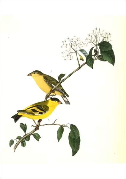 Yarrells Goldfinch. 1. Male. 2. Female. Audubon, John James, 1785-1851
