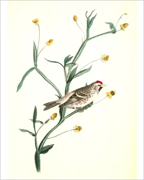 Mealy Redpoll Linnet. Male. Audubon, John James, 1785-1851