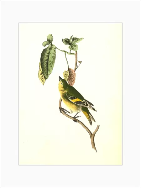 Stanley Goldfinch. Audubon, John James, 1785-1851