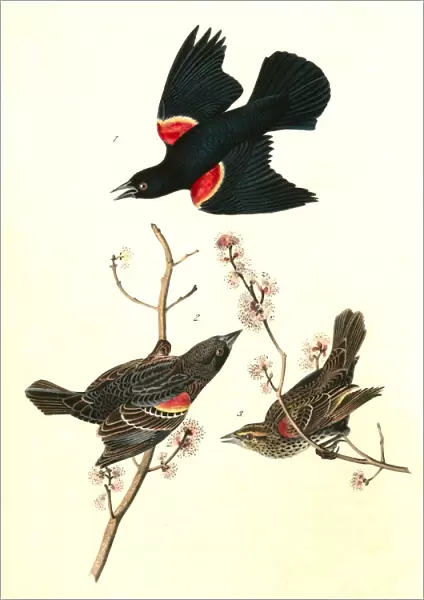 Red-winged Starling. 1. Male Adult. 2. Young Male. 3. Female. (Red Maple), Audubon