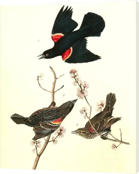 Red-winged Starling. 1. Male Adult. 2. Young Male. 3. Female. (Red Maple), Audubon