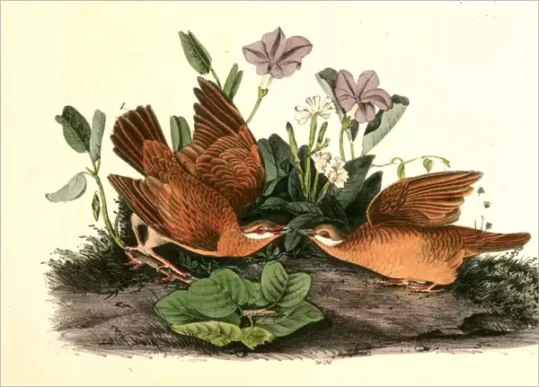 Key-West Dove. 1. Male. 2. Female. Audubon, John James, 1785-1851
