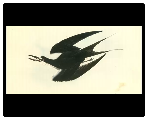 Sooty Tern. Audubon, John James, 1785-1851