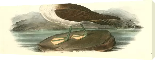Wandering Shearwater. Male. Audubon, John James, 1785-1851