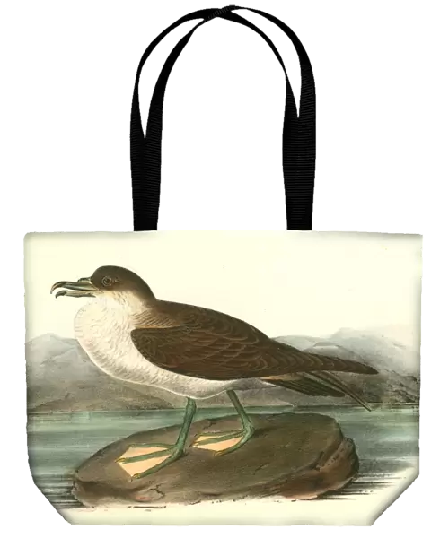 Wandering Shearwater. Male. Audubon, John James, 1785-1851