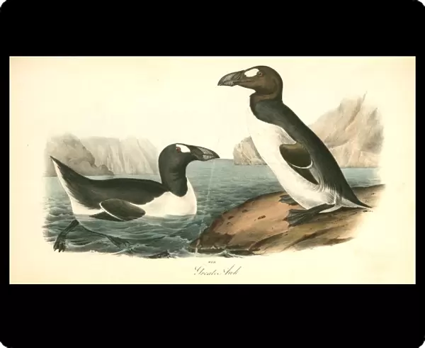 Great Auk. Adult. Audubon, John James, 1785-1851