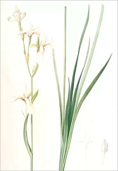 Ixia sibirica var. ochroleuca, Iris sp. ; Ixia de Siberie var. a fleurs blanchatres