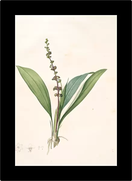 Peliosanthes Feta, Peliothane Feta, Redoute, Pierre Joseph, 1759-1840, les liliacees