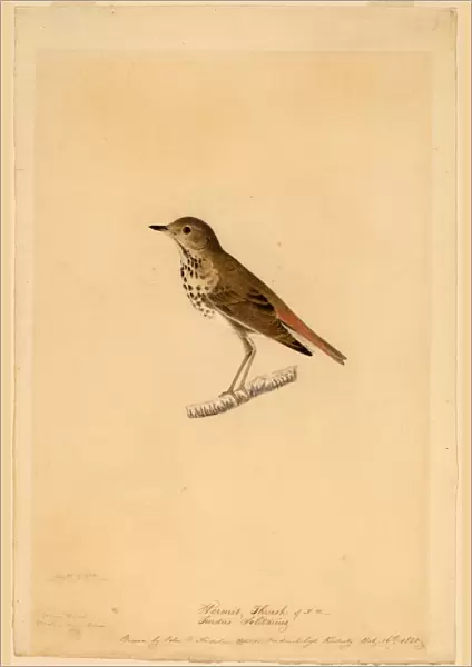 John James Audubon, Hermit Thrush, American, 1785 - 1851, 1820, black chalk, watercolor