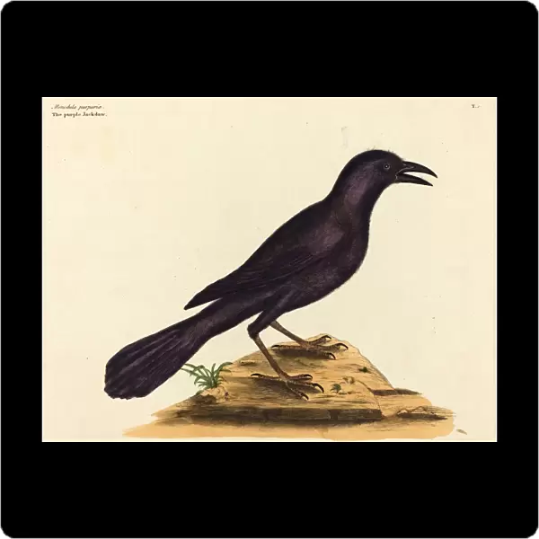 Mark Catesby (English, 1679 - 1749), The Purple Jack Daw (Gracula Quiscula), published