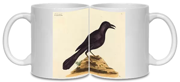 Mark Catesby (English, 1679 - 1749), The Purple Jack Daw (Gracula Quiscula), published